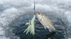 A live minnow attached to a quick-strike rig with a colorful jig, held above an ice fishing hole.
